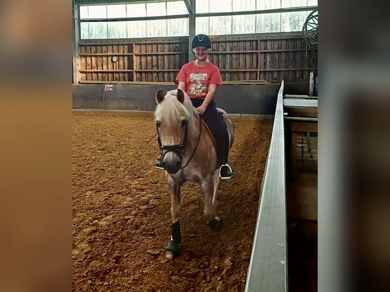 Reitbeteiligung mit Reitunterricht gesucht (R/M sucht P)