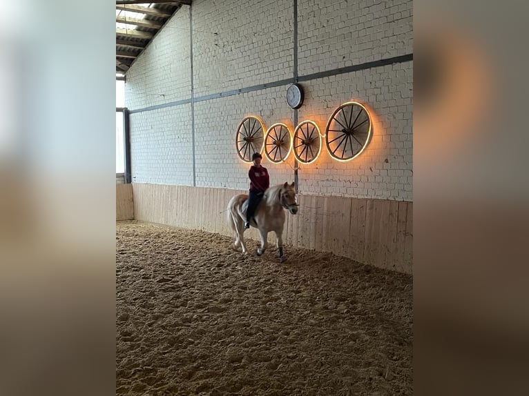 Reitbeteiligung mit Reitunterricht gesucht (R/M sucht P)