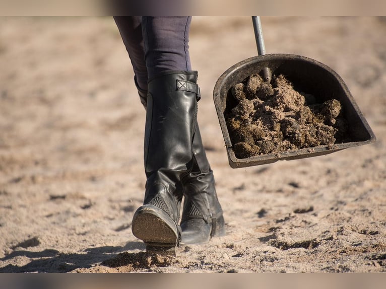 Reitbeteiligung mit Übernahmeoption gesucht Reitbeteiligung mit Übernahmeoption gesucht