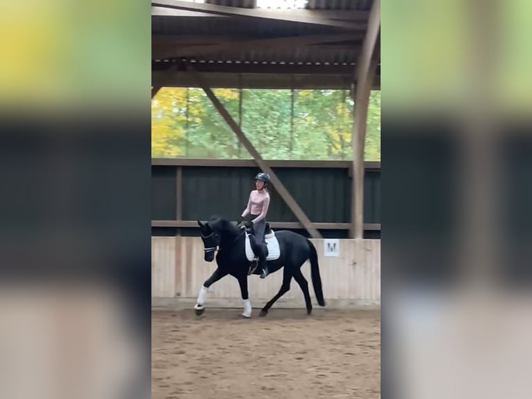 Reitbeteiligung (MsP)