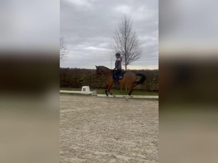 Reitbeteiligung (MsP)