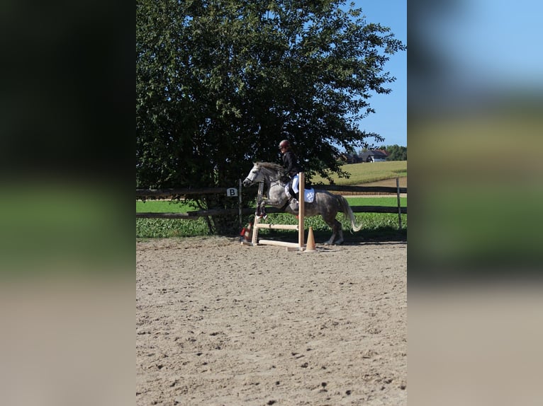 Reitbeteiligung Nähe Eggendorf im Traunkreis gesucht