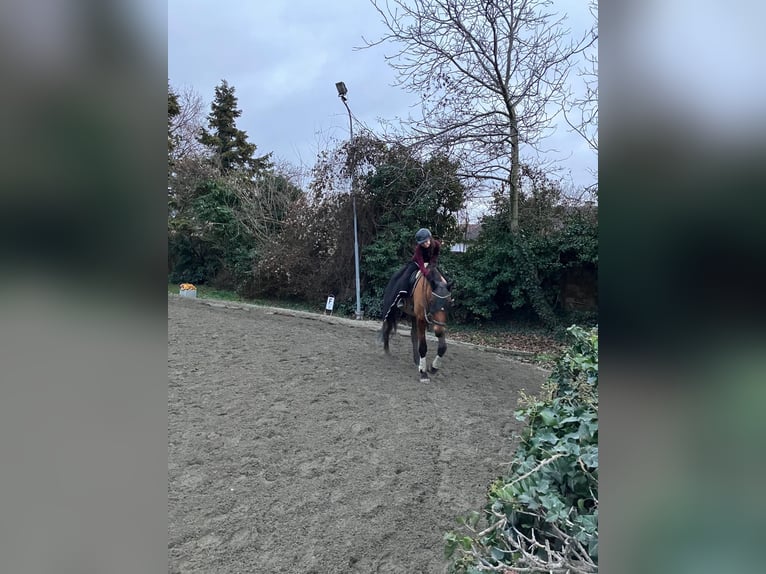 Reitbeteiligung Nähe Wien gesucht