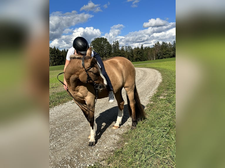 Reitbeteiligung oder Pferd zur Verfügung gesucht