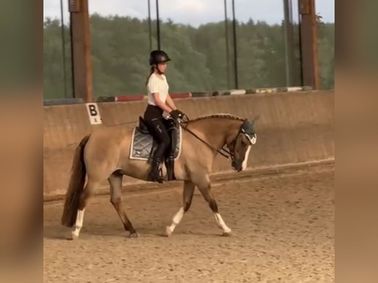 Reitbeteiligung oder Pferd zur Verfügung gesucht