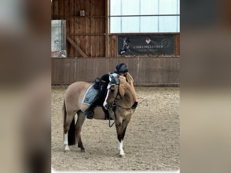 Reitbeteiligung oder Pferd zur Verfügung gesucht