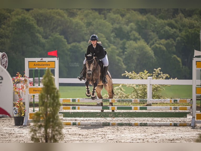 Reitbeteiligung/ Pferd zur Verfügung gesucht!