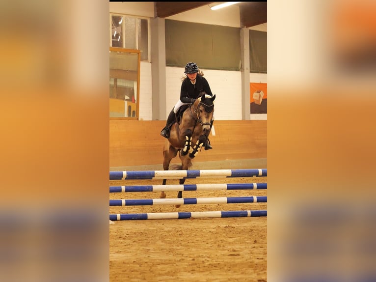 Reitbeteiligung/ Pferd zur Verfügung gesucht!