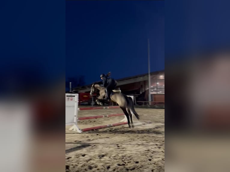 Reitbeteiligung/ Pferd zur Verfügung gesucht!