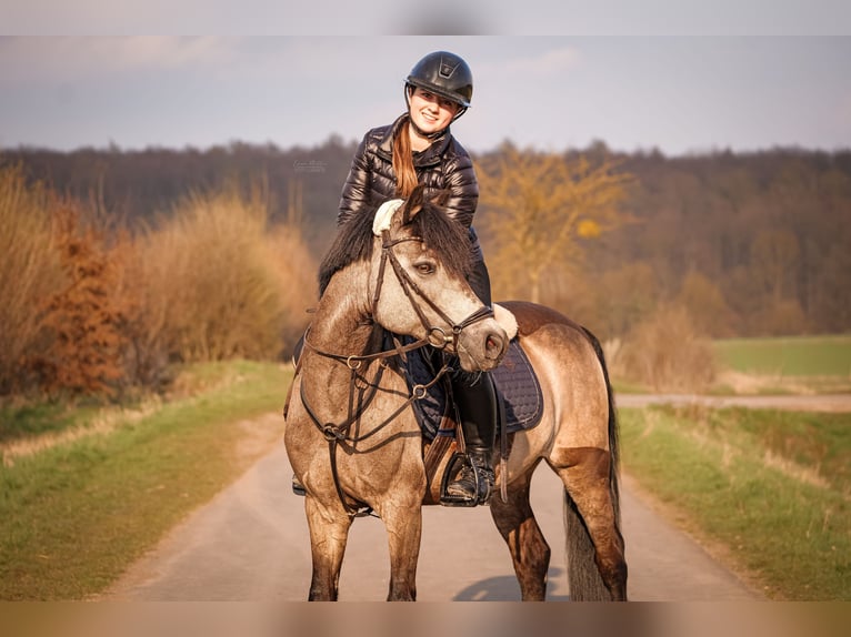 Reitbeteiligung/ Pferd zur Verfügung gesucht!