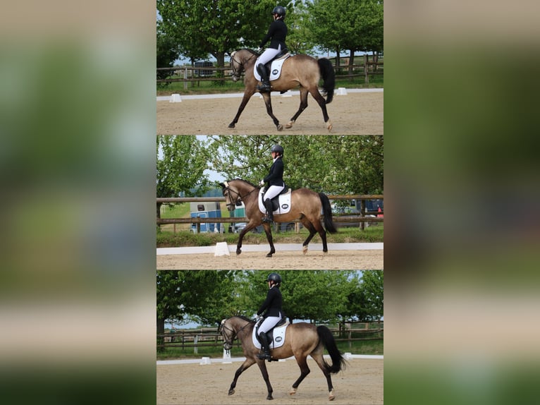 Reitbeteiligung/ Pferd zur Verfügung gesucht!