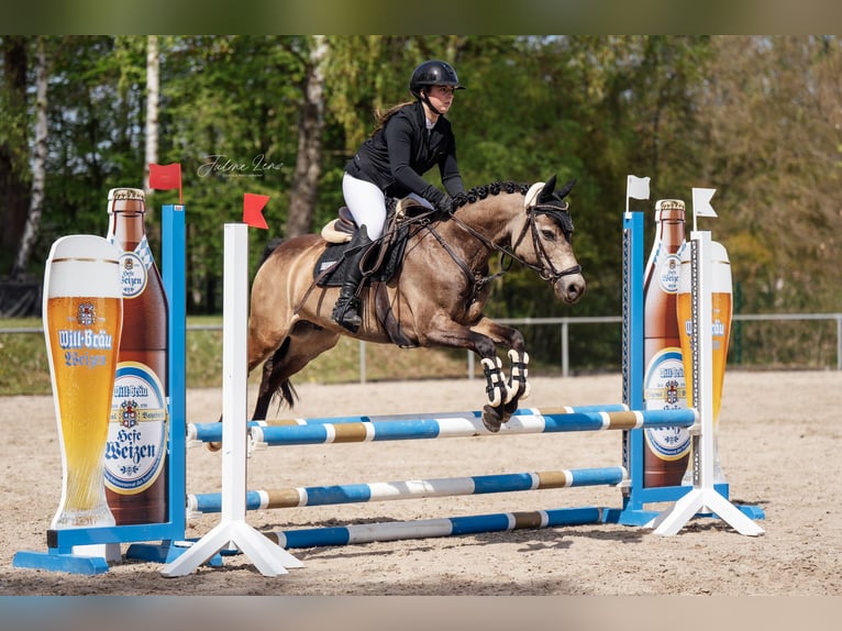 Reitbeteiligung/ Pferd zur Verfügung gesucht!