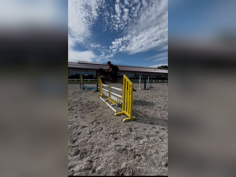 Reitbeteiligung/ Pferd zur Verfügung gesucht!