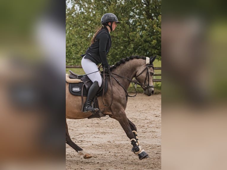 Reitbeteiligung/ Pferd zur Verfügung gesucht!