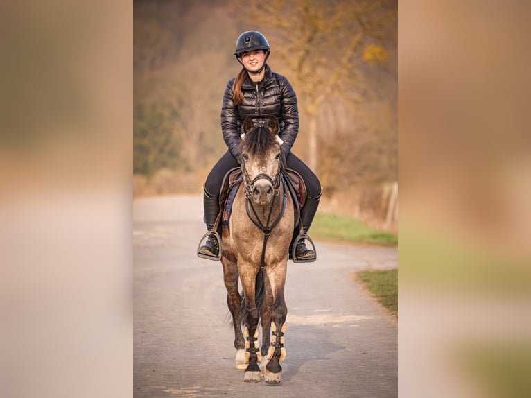 Reitbeteiligung/ Pferd zur Verfügung gesucht!