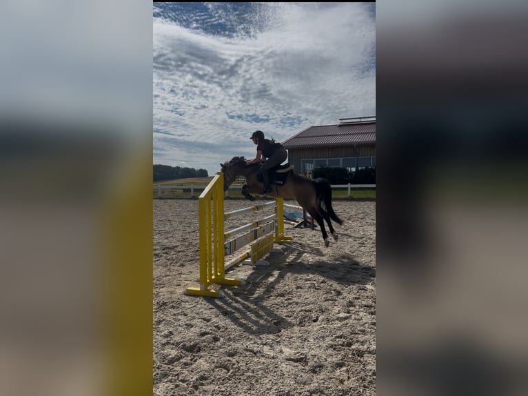 Reitbeteiligung/ Pferd zur Verfügung gesucht!