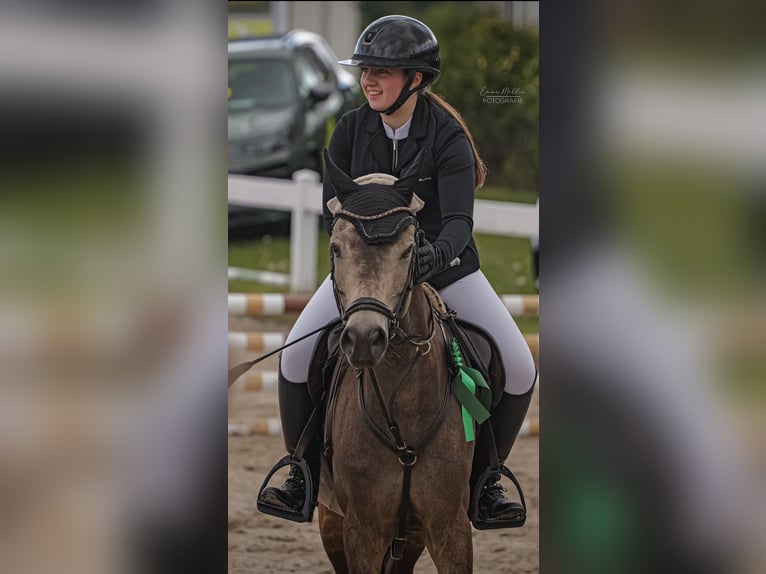 Reitbeteiligung/ Pferd zur Verfügung gesucht!