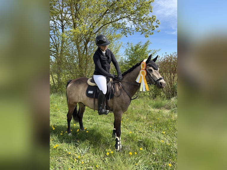 Reitbeteiligung/ Pferd zur Verfügung gesucht!