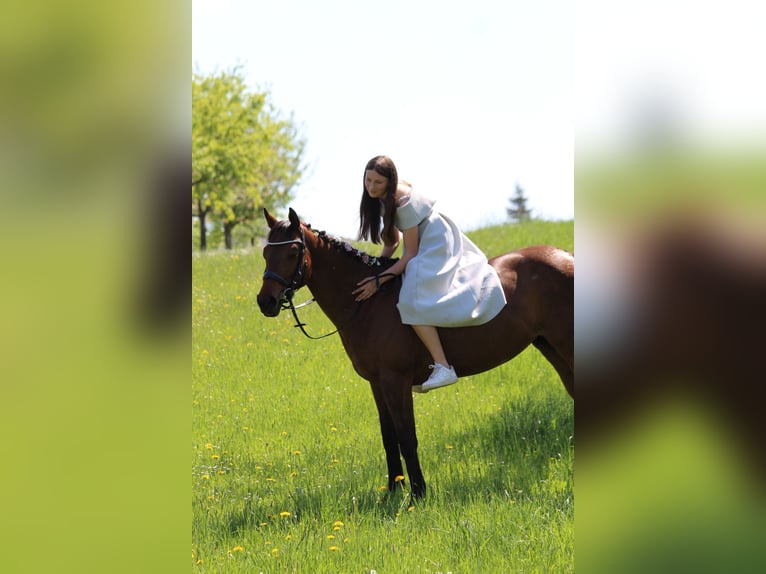 Reitbeteiligung Reiter sucht pferd