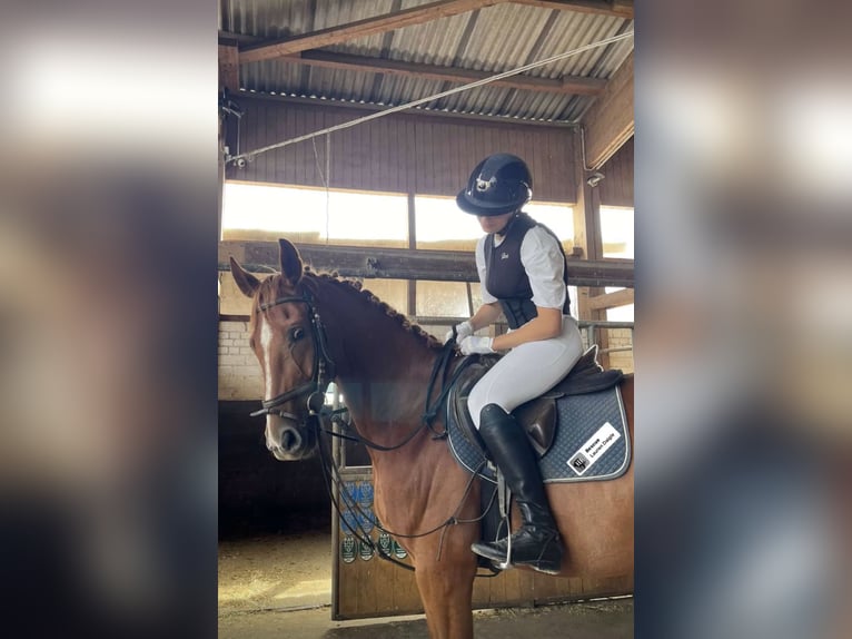 Reitbeteiligung (Reiter sucht Pferd) 