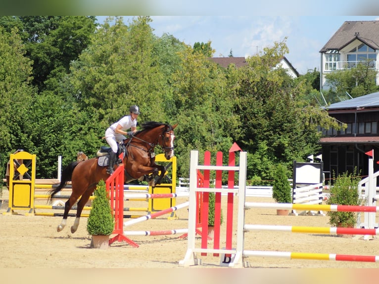 Reitbeteiligung (Reiter sucht Pferd) Reitbeteiligung (Reiter sucht Pferd)