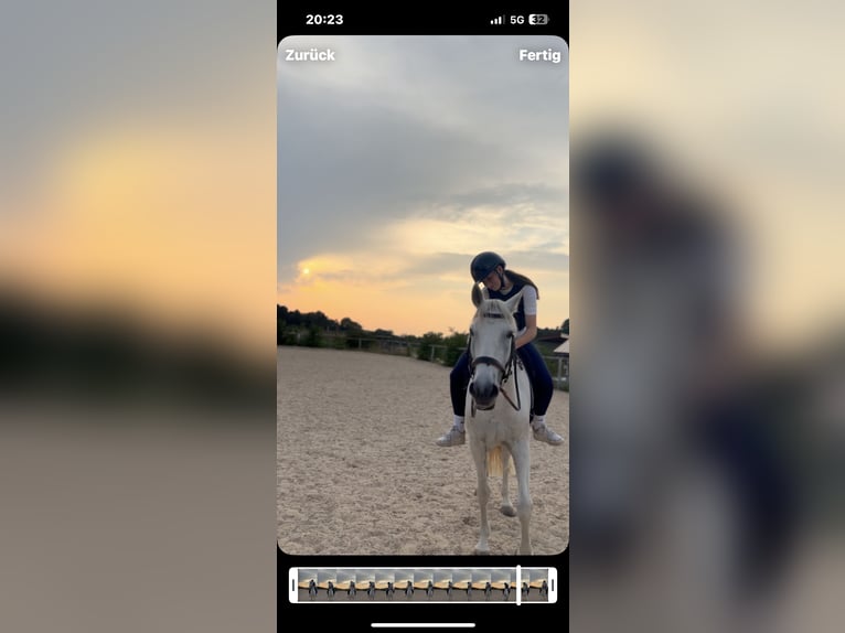 Reitbeteiligung (Reiter sucht Pferd) 