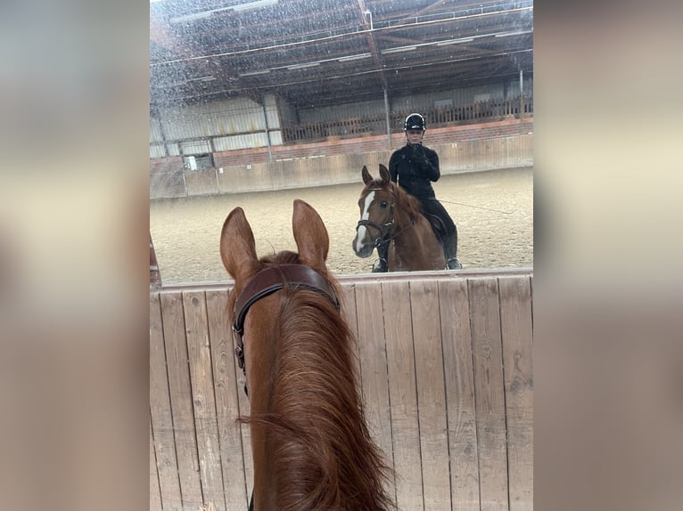 Reitbeteiligung | Reiter sucht Pferd