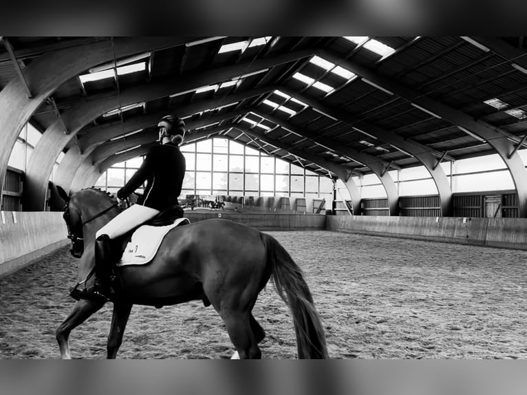Reitbeteiligung; Reiter sucht Pferd