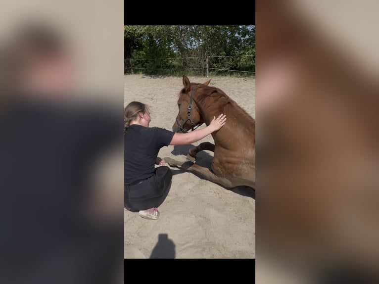 Reitbeteiligung | Reiter sucht Pferd