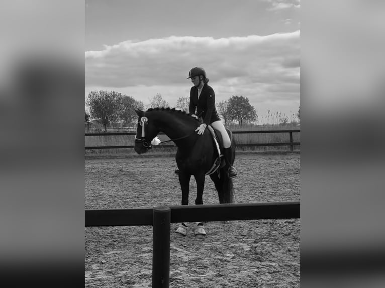 Reitbeteiligung; Reiter sucht Pferd