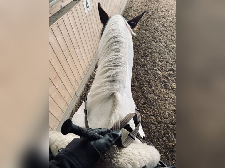 Reitbeteiligung! Reiter sucht Pferd