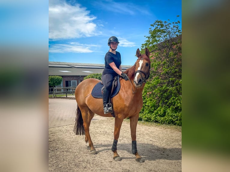 Reitbeteiligung | Reiter sucht Pferd