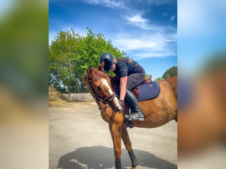 Reitbeteiligung | Reiter sucht Pferd