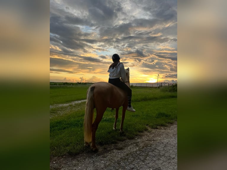 Reitbeteiligung Reiter sucht pferd