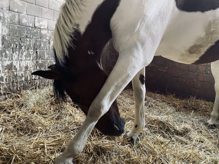 Reitbeteiligung! Reiter sucht Pferd