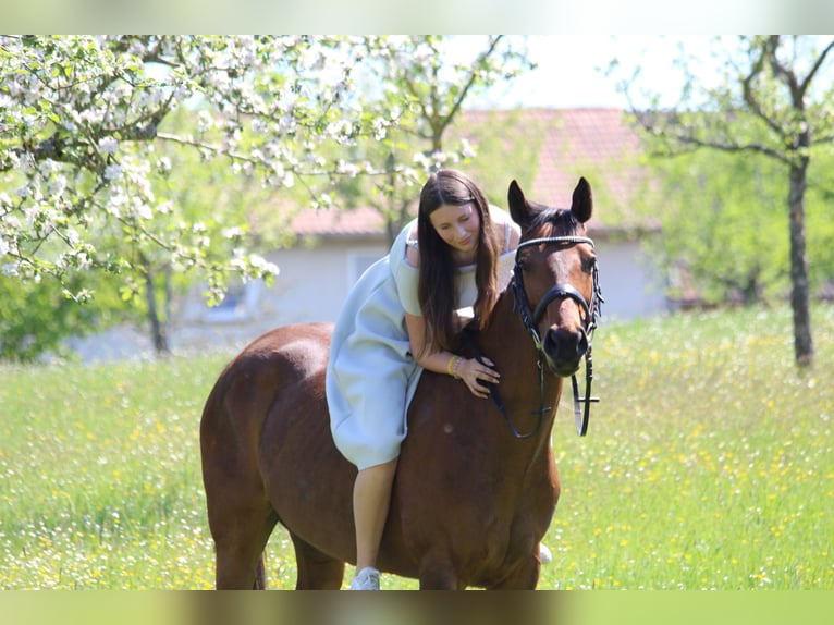 Reitbeteiligung Reiter sucht pferd