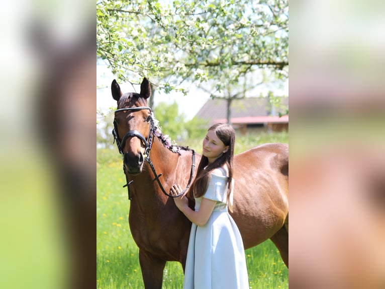 Reitbeteiligung Reiter sucht pferd
