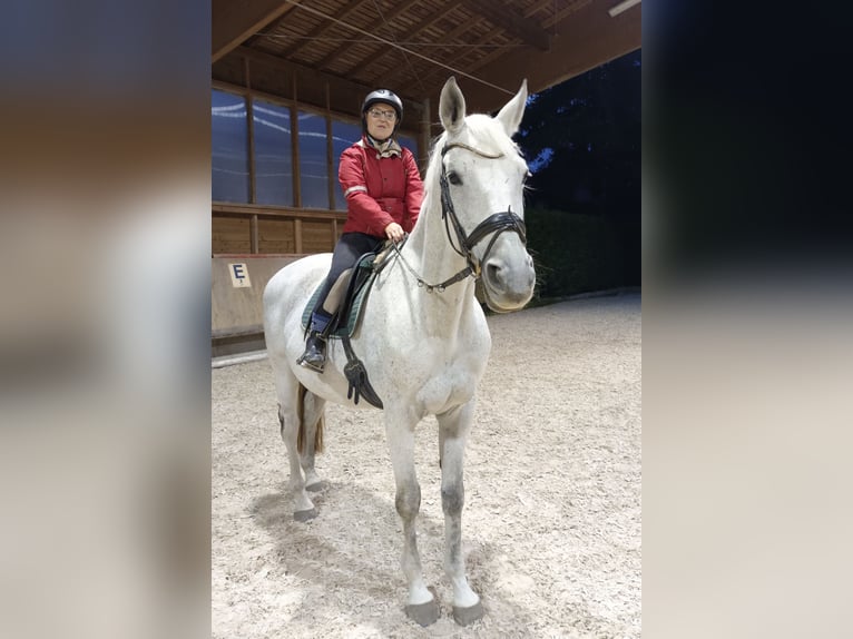 Reitbeteiligung (RsP) max.20km um Wiesloch gesucht