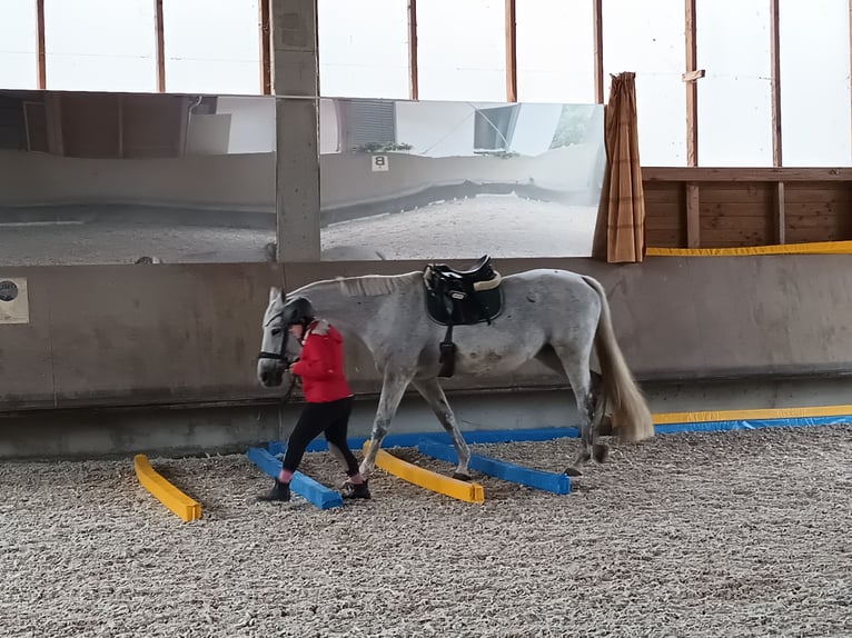 Reitbeteiligung (RsP) max.20km um Wiesloch gesucht