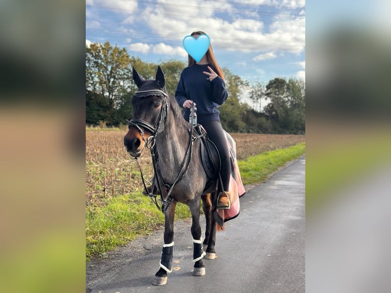 Reitbeteiligung RsP  NRW 