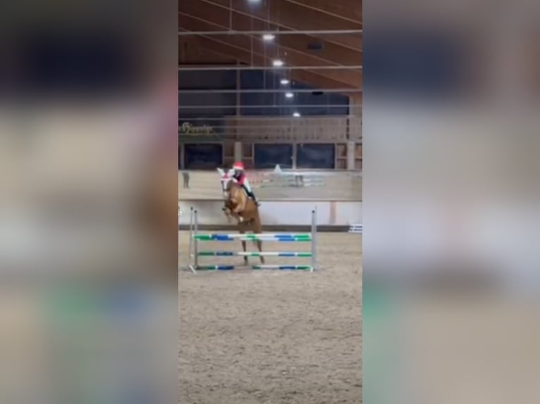 Reitbeteiligung (RsP)