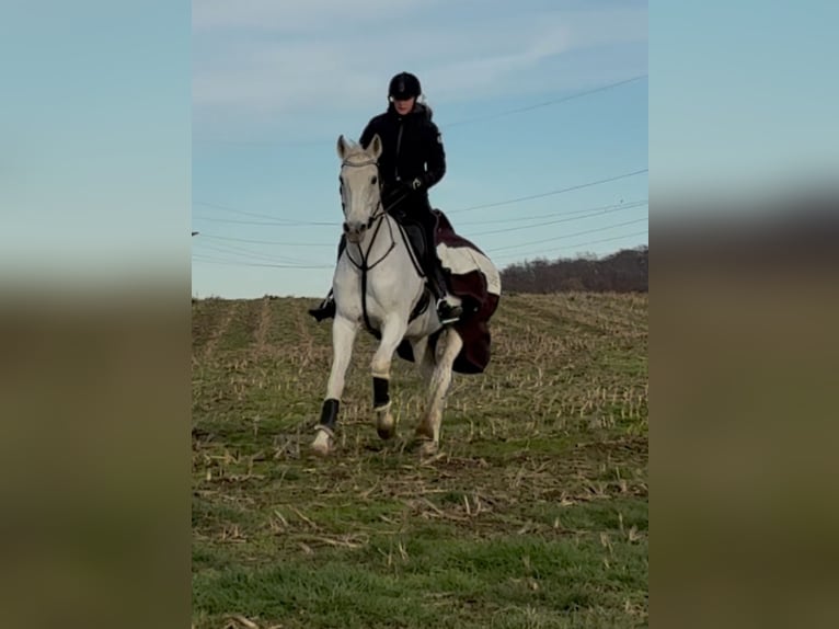 Reitbeteiligung (RsP)