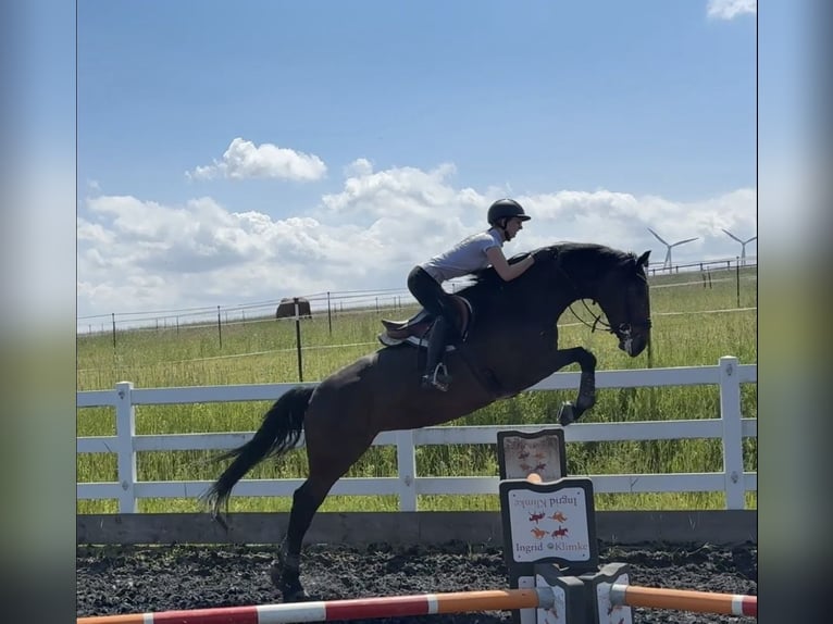 Reitbeteiligung (RsP)