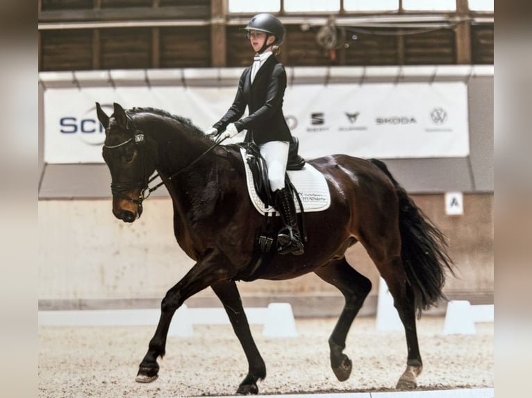 Reitbeteiligung (RsP)