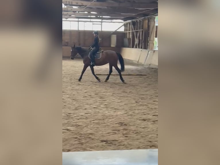 Reitbeteiligung (RsP)