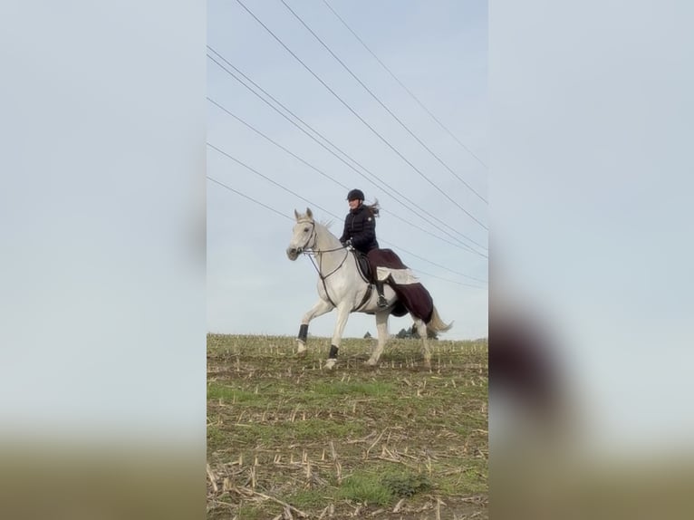 Reitbeteiligung (RsP)