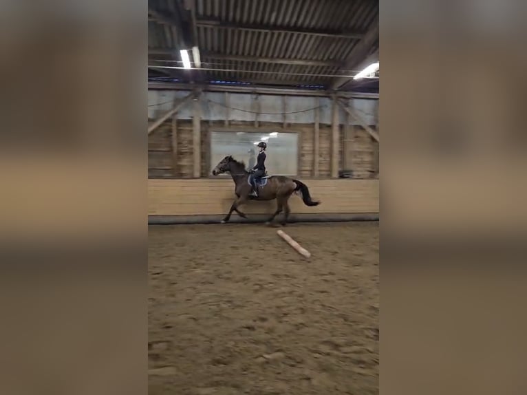 Reitbeteiligung (RsP)