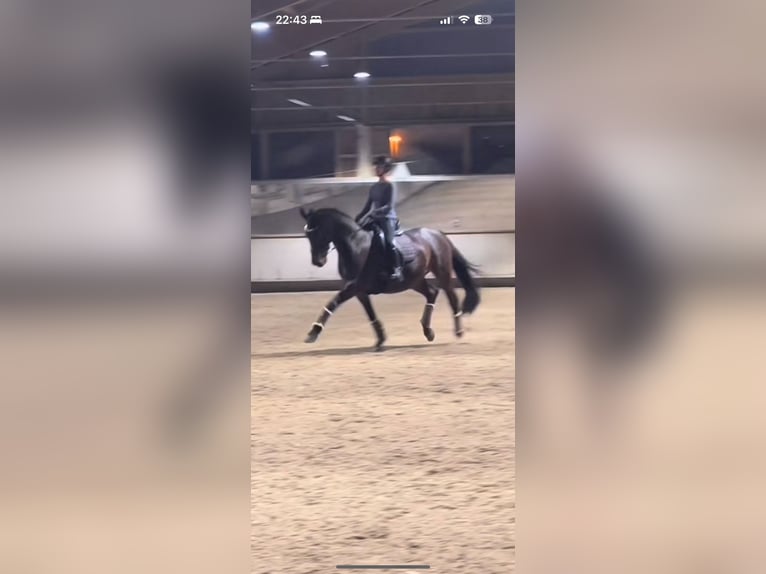 Reitbeteiligung (RsP)