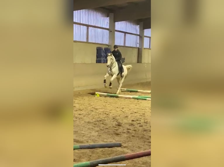 Reitbeteiligung (RsP)