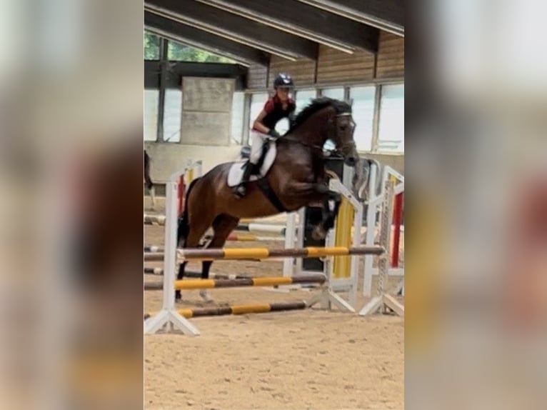 Reitbeteiligung RsP